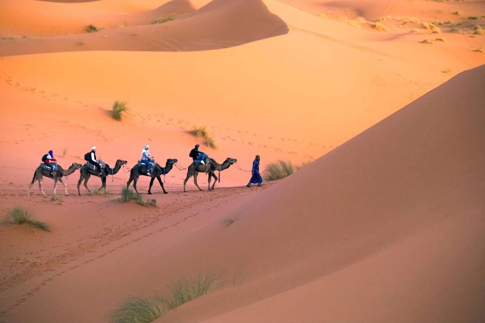 Camel caravan crossing golden dunes at sunset, Sahara Desert, Morocco