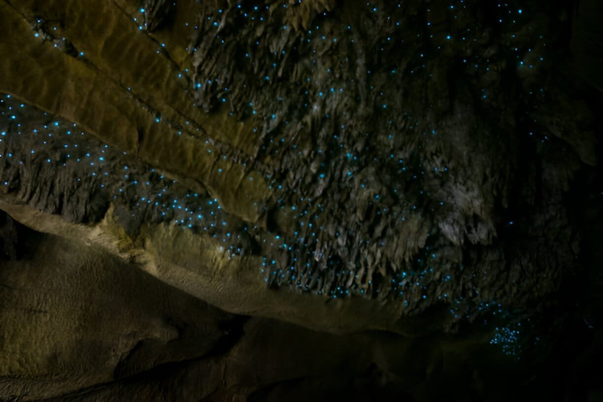 Glowworms illuminating the ceiling of Waitomo Caves, New Zealand.