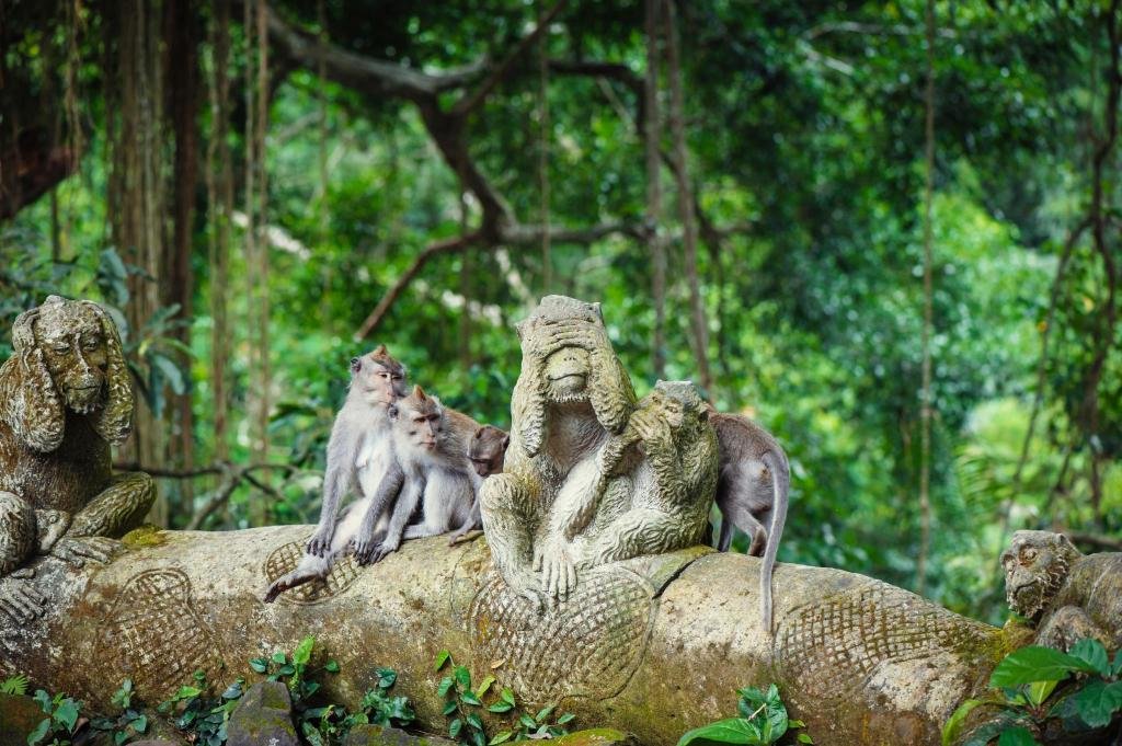 Macaque monkeys playing in Ubud Monkey Forest, Bali.